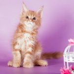 Вельветик - 2 месяца. Красивенный котик кремашик