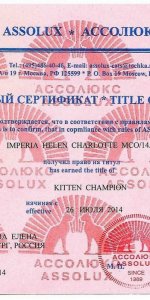 Сертификат Шарлотты Kitten Champion