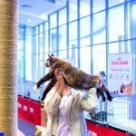 Эммочка на ринге у Бодунова. Всемирная выставка кошек 25-26 июня 2016г