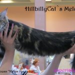 Hillbilly Cats Melanite