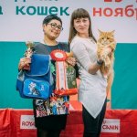 Выставка кошек Кубок Прикамья 25-26 ноября г.Пермь КЛК "Пума"